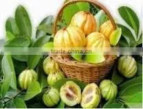 Garcinia Gummi-gutta thumbnail-1