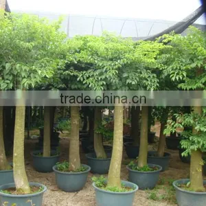 Heteropanax Fragrans (Roxb.) Seem of Indoor Outdoor Ornamental Bonsai Plants thumbnail-1