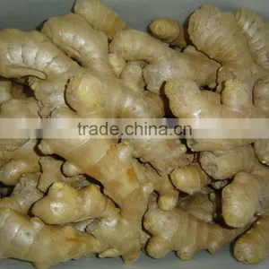 Fresh Ginger thumbnail-2