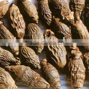 Areca Seed thumbnail-1