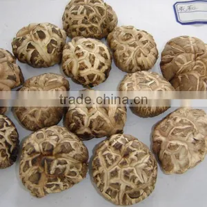 Dried Flower Mushroom thumbnail-1