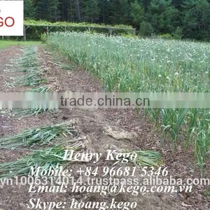 Fresh White Garlic Crop 2016 thumbnail-3