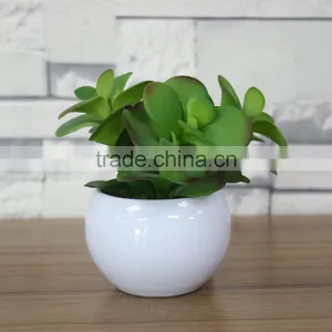 White Potted Mini Succulent Plants Bonsai thumbnail-1
