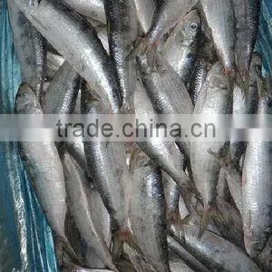 Frozen Sardine thumbnail-3