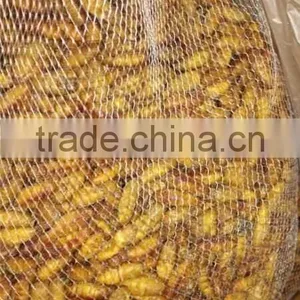 Frozen High Protein Nutrition Silkworm Cocoon thumbnail-1