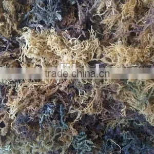 Sell Spinosum Seaweeds With Good Quality thumbnail-1
