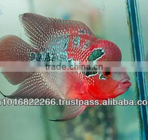 Flowerhorn Fish Farm and Wholesale in Thailand thumbnail-2