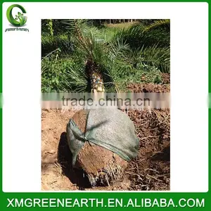 Phoenix Dactylifera Palms Trunk 3m (2) thumbnail-1