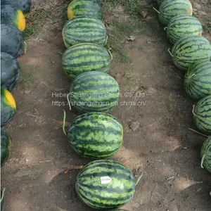 Hybrid Seedless Watermelon Seeds Large Fruit thumbnail-5