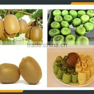 Leader Low Price Kiwi Fruit Washing and Peeler Machine thumbnail-4