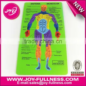 EVA Foam Puzzle(human Digestive System&muscle) thumbnail-1