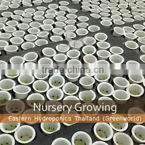 Growing Pot thumbnail-3