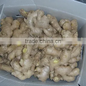 Fresh Ginger/Best Price Ginger/Fresh Ginger From Origin thumbnail-1