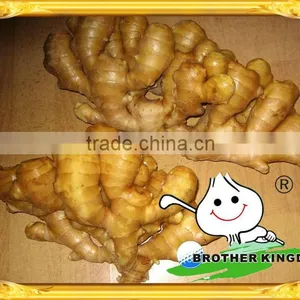 Fresh Ginger From China thumbnail-1