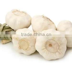 2016FRESH GARLIC thumbnail-6
