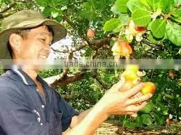 High Quality Vietnam Cashew Kernels Grade WW320, WW450, WS thumbnail-6