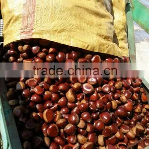 2015 New Harvest Edible Chestnuts Price thumbnail-1