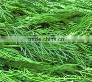 Egyptian Fresh Dill to Export thumbnail-1