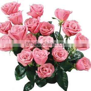 High Quality Fresh Cut Flowers/ Red Roses For Wedding thumbnail-6