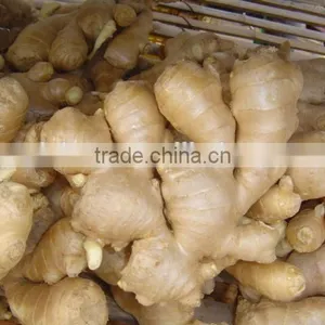 All Year Round Supply Fresh Ginger thumbnail-6