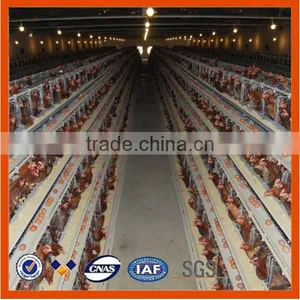 Chicken Egg Poultry Farm thumbnail-1