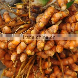 Turmeric / Curcuma Longa Multiple Layer Continuous Type Mesh Belt Dryer thumbnail-6