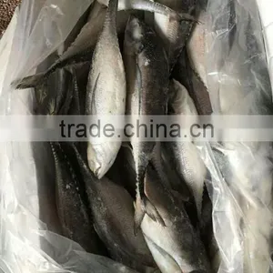Whole Fish Frozen Jack Mackerel thumbnail-3