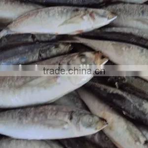 Frozen Whole Horse Mackerel Fish thumbnail-2