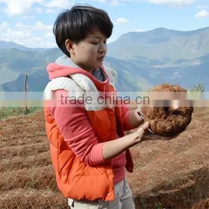 Gluten Free Konjac Lasagne Buy Konjac Chips Konjac Pasta Lasagna Noodles thumbnail-5