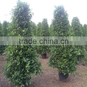 Ficus Panda thumbnail-2