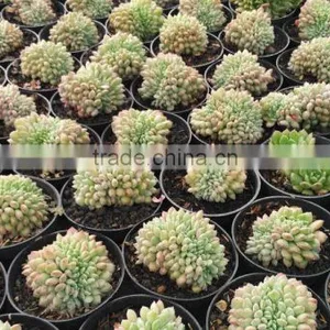 Echeveria Fantasia Crested Plants Echeveria, Succulent Plants, Tropical Plants thumbnail-1