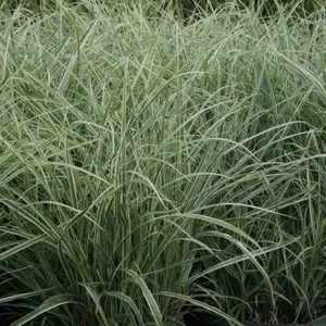 Customized Size Eco-Friendly Indoor House Plants Outdoor Eco-Friendly thumbnail-1