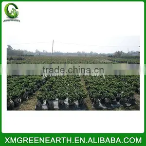 Ginseng Ficus 500g thumbnail-2