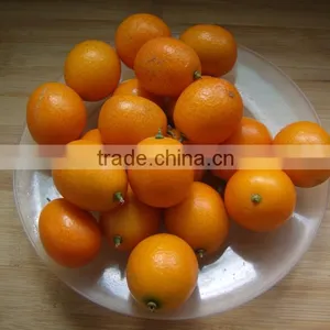 Automatic Brush Date Cleaning Machine|Ginger Washer and Cleaner Machine thumbnail-5