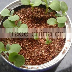 Cucumber thumbnail-4