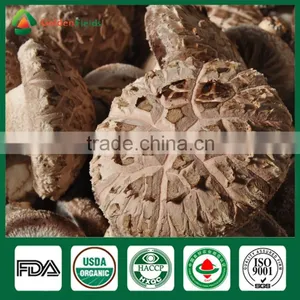Fresh Dried Shiitake Mushroom Cultivation Lentinula Edodes Growing Export to Farm thumbnail-1