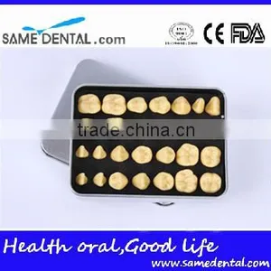 2 Times Tooth Model Dental Eduction School Teaching Dental Model thumbnail-2