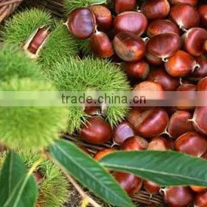 Natural Chestnut thumbnail-1