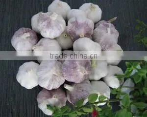 Jining Greenfarm Import And Export Co., Ltd. company overview - view 1 thumbnail