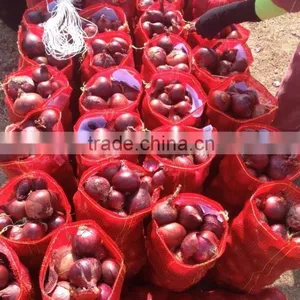 Win a Different Product From the Egyptian Onions thumbnail-1