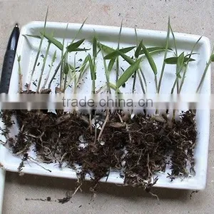 High Sprouting Rate Bamboo Seeds For Growing Bamboo Trees and Shoots thumbnail-5