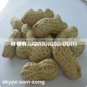 Big Peanut in Shell thumbnail-1