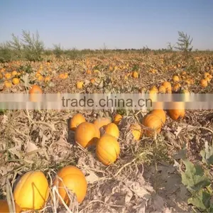 China Snow White Pumpkin Seeds 11cm 12cm 13cm thumbnail-3