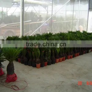 Bonsai Cycas Revoluta thumbnail-1