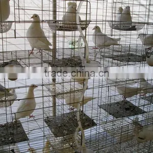 Galvanized Pigeon Breeding Cage For Poultry Farms thumbnail-1