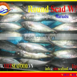 FROZEN ROUND SCAD WHOLE ROUND thumbnail-6