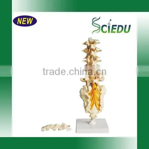 Medical Science Subject and Skeleton Model Type Spine Model thumbnail-6