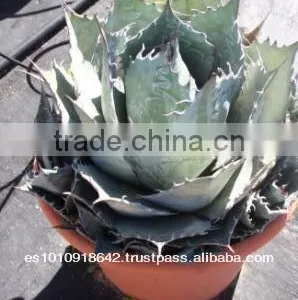 Agave Parrasana "Cabbge Head Agave" thumbnail-1