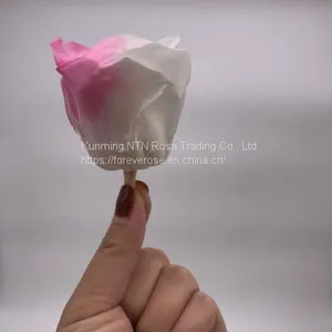 Preserved Rose Preserved Flowers Dried Flowers Birthday Valentine Party Wedding thumbnail-1