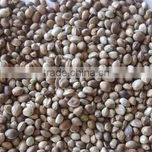 Organic Hemp Seeds thumbnail-2